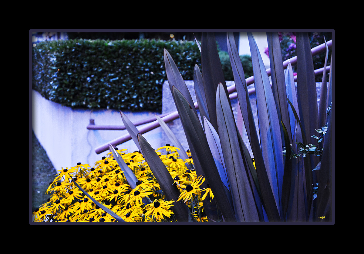 Violet Shades of Leaves